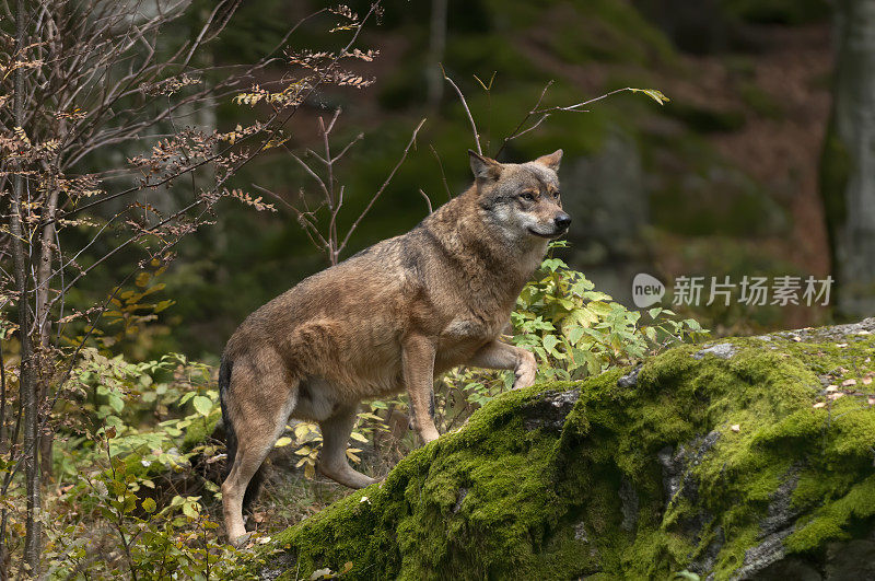 属狼种(Canis lupus)